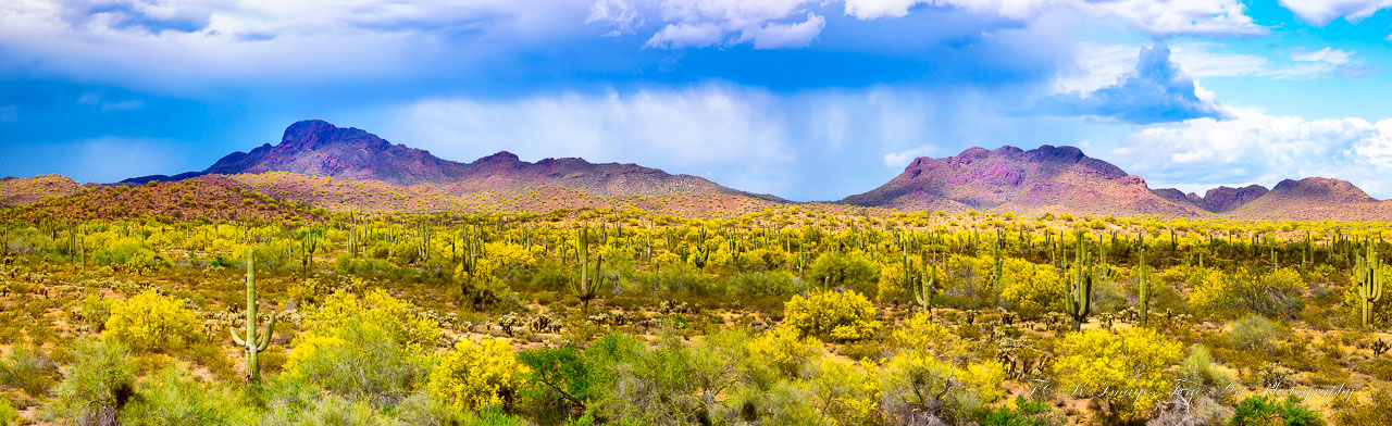 Teresa Peters Cover Image