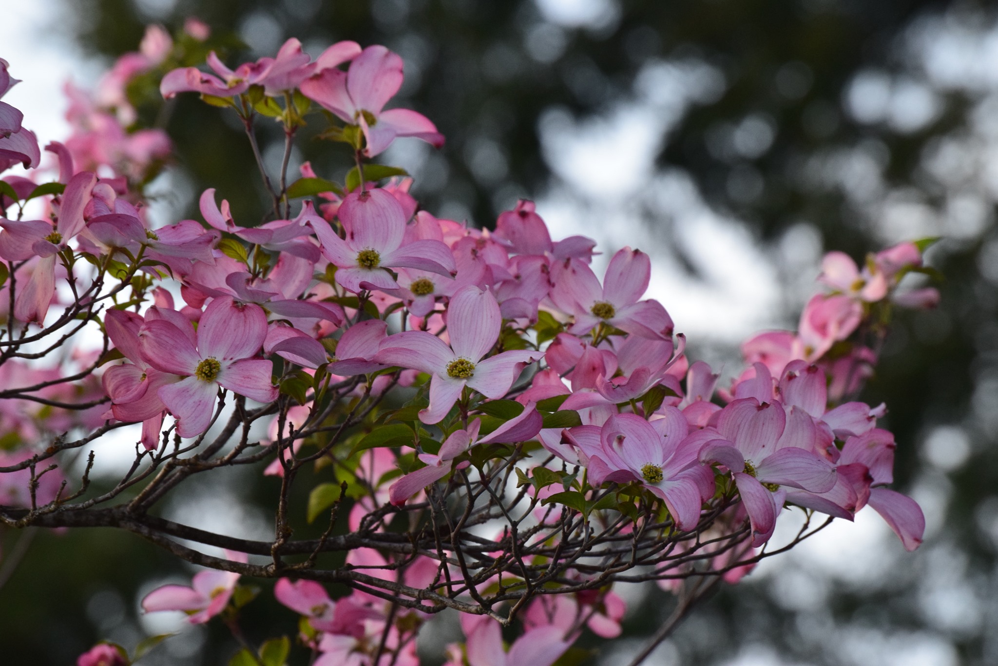 Diana Inch Cover Image