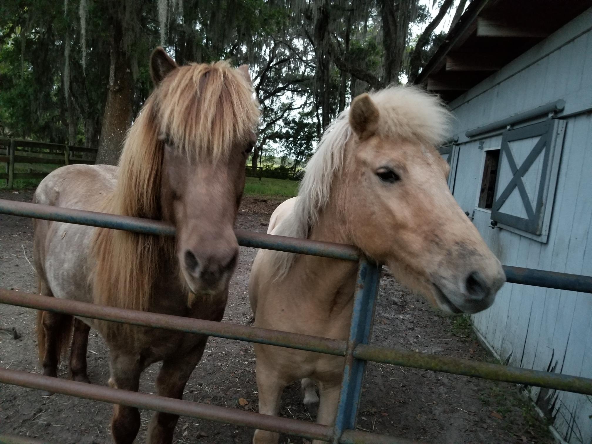 DJ Shirle Cover Image